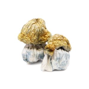 Magic mushrooms for sale in Australia