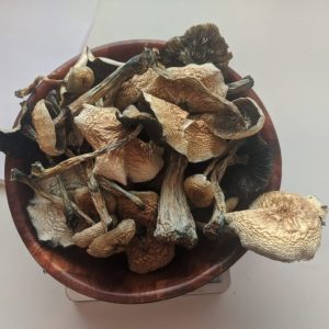 B+ Magic Mushrooms