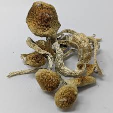 Golden Teacher Mushrooms
