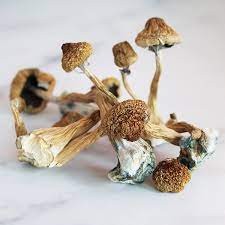 Liberty Cap Mushrooms